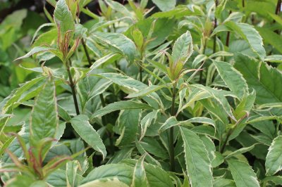 Eupatorium fortunei Pink Frost, Flockel, P11cm