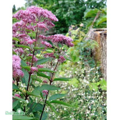 Eupatorium maculatum Atropurpureum, Rosenflockel/Fläckflockel, C13cm