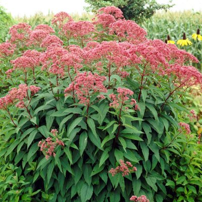 Eutrochium (Eupatorium) maculatum Atropurpureum, Rosenflockel/Fläckflockel, barrot 3st