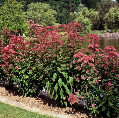 Eupatorium maculatum Atropurpureum, Rosenflockel/Fläckflockel, C13cm