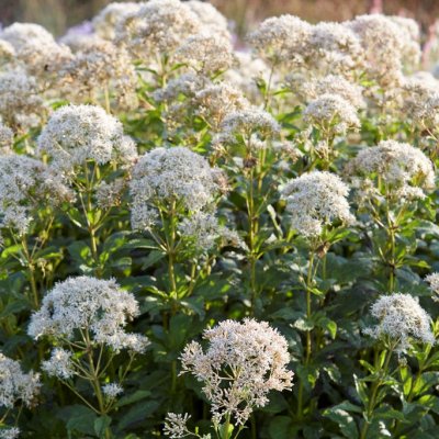 Eutrochium (Eupatorium) maculatum Album, Fläckflockel, P9cm