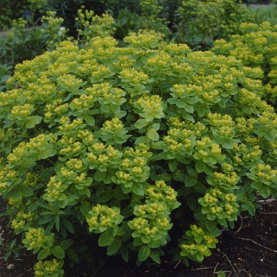 Euphorbia epithymoides, Gulltörel