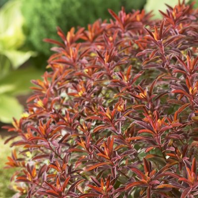 Euphorbia epithymoides Bonfire ®, Gulltörel
