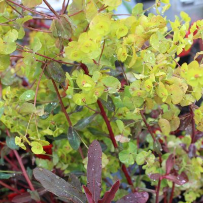 Euphorbia epithymoides Purpurea, Gulltörel, P9cm