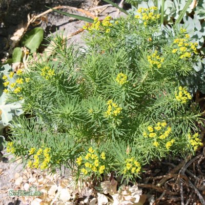 Euphorbia myrsinites, Myrtentörel, C11cm