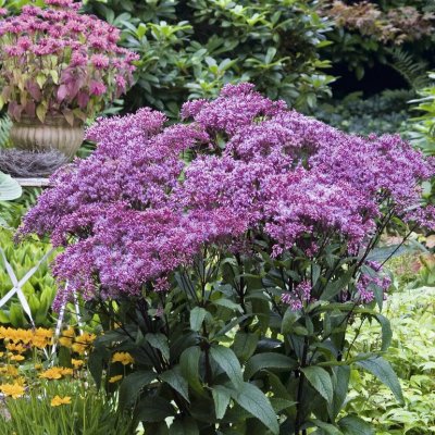Eutrochium (Eupatorium) dubium Baby Joe ®, Liten rosenflockel