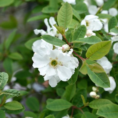 Exochorda x macrantha Lotus Moon ® (Bailmoon), Pärlbuske, 30-40 C6
