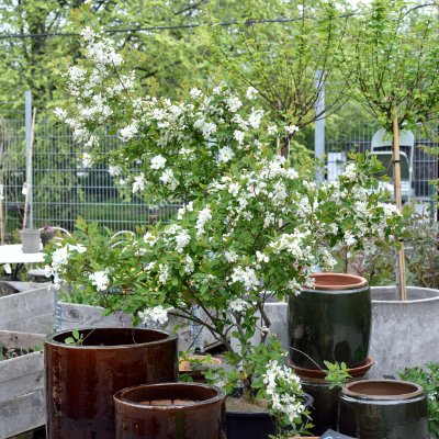 Exochorda x macrantha Lotus Moon ® (Bailmoon), Pärlbuske, 30-40 C6