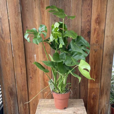 Monstera deliciosa