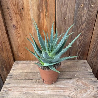 Aloe arborescens