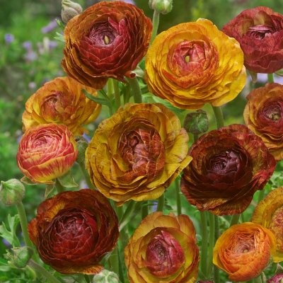 Ranunkel Ranunculus asiaticus Aviv Picotee Café 10st