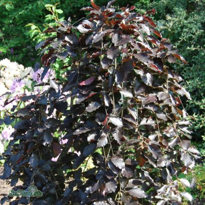 Fagus sylvatica Purpurea Pendula, Hängblodbok, 100-125 C5