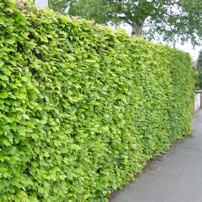 Fagus sylvatica, Bok 10-pack