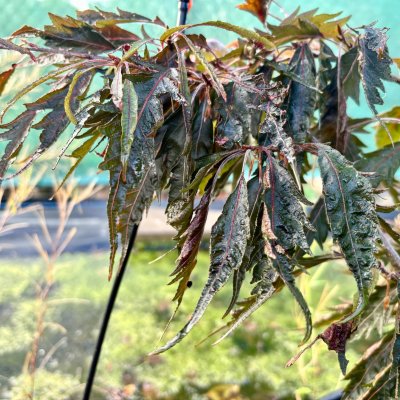 Fagus sylvatica Midnight Feather ®