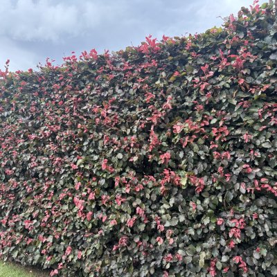 Fagus sylvatica Purpurbladig