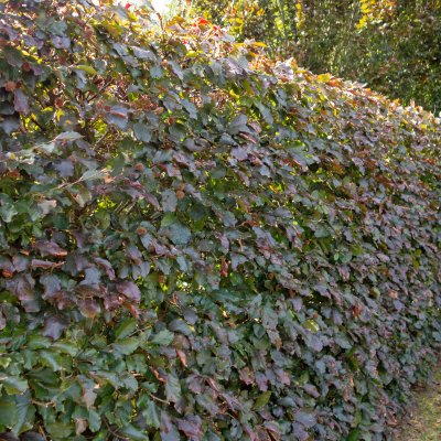 Fagus sylvatica Purpurbladiga Gruppen, Blodbok, utr 100-125 co