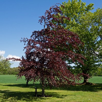 Fagus sylvatica Purpurbladiga Gruppen, Blodbok, utr 100-125 co