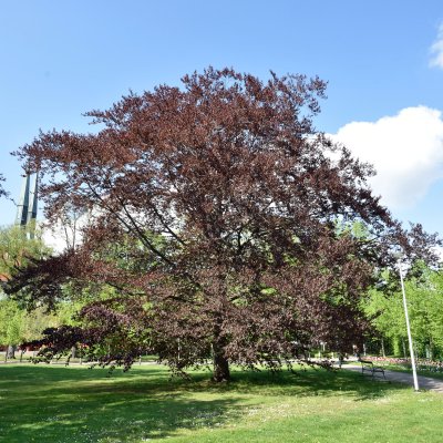 Fagus sylvatica Purpurea, Blodbok, 150-175 C