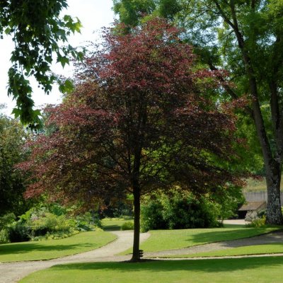 Fagus sylvatica Purpurea Tricolor, Blodbok, utr 150-175 C20