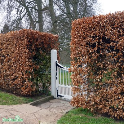 Fagus sylvatica, Bok 10-pack