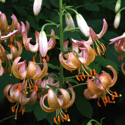 Lilium martagon Fairy Morning, Krollilja, P11cm