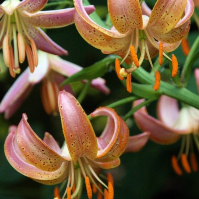 Lilium martagon Fairy Morning, Krollilja, P11cm