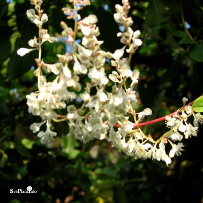Fallopia baldschuanica Aubertii, Silverregn / Bokharabinda, 60-80 C2