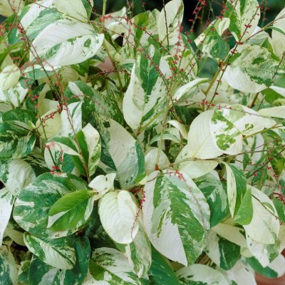 Reynoutria (Fallopia) japonica Variegata, Rosenslide, P9cm