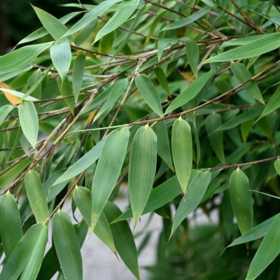 Fargesia murielae Red Zebra ® (Japo 51), Bergbambu, 125-150 C10