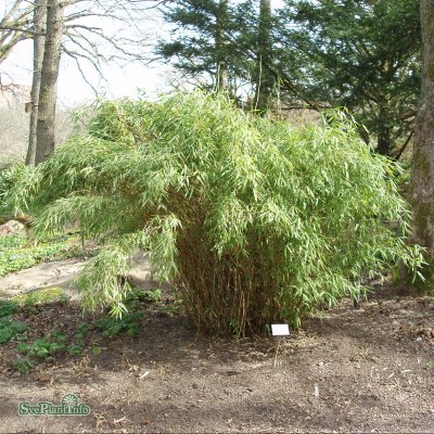 Fargesia murielae Simba, Bergbambu, 40-60 C2,5