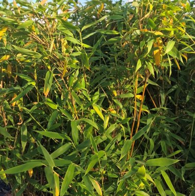 Fargesia murielae Simba Splendid, Bergbambu, C5