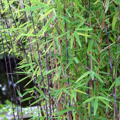 Fargesia nitida Black Pearl, Glansbambu
