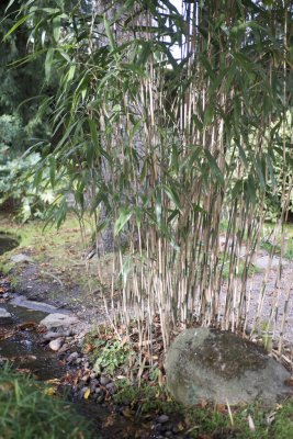 Fargesia robusta Campbell