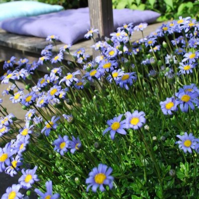 Felicia Forever Blue, stickling 2-pack