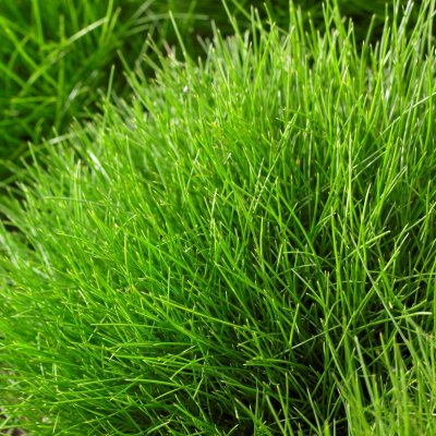 Festuca gautieri, Björnsvingel, C11cm