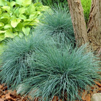 Festuca glauca Elijah Blue, Blåsvingel
