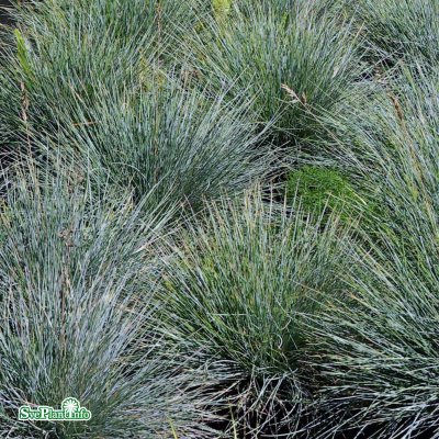 Festuca glauca Elijah Blue, Blåsvingel, C11,5cm