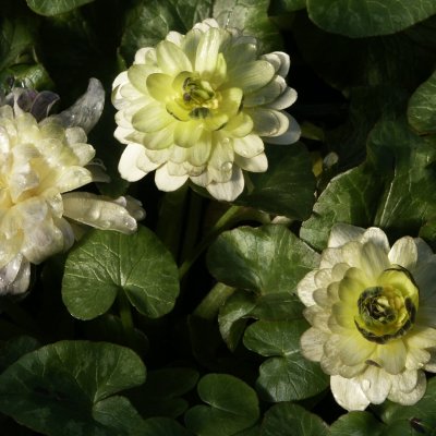 Ficaria verna Wisley Double White, Svalört, P9cm