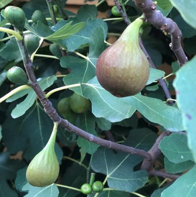 Ficus carica Bornholm / Précoce de Dalmatie, Fikon / Adriafikon