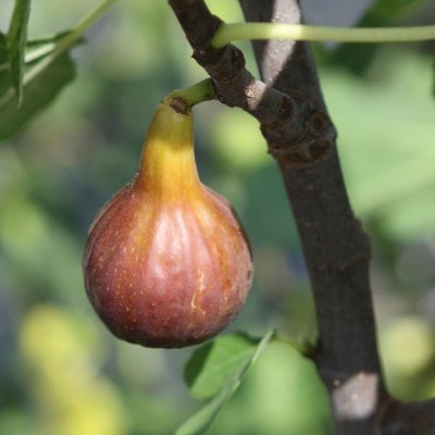 Ficus carica Morena ®