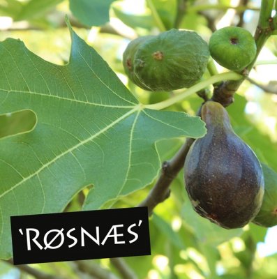 Ficus carica Røsnæs (Rösnaes), Fikon / Adriafikon, C5