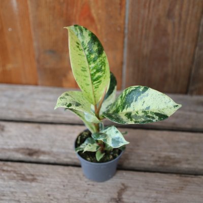 Ficus elastica