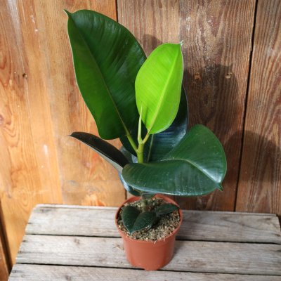 Ficus el Robusta