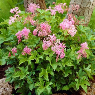 Filipendula Kahome, Älggräs, P9cm