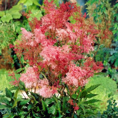 Filipendula rubra Venusta, Amerikanskt Älggräs, P9cm