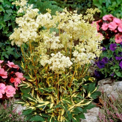 Filipendula ulmaria Variegata, Älggräs