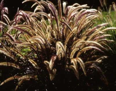 Fjäderborstgräs, Stickling, Cenchrus x cupreus Rubrum