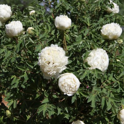 Paeonia rockii-flare Carte Blanche (Jing Yun Guan)