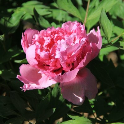Paeonia rockii-flare Gentle Touch (Qian Zi Bai Tai)