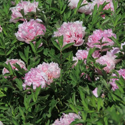 Paeonia rockii-flare Heavenly Pink (Jin Ju Fei), Buskpion